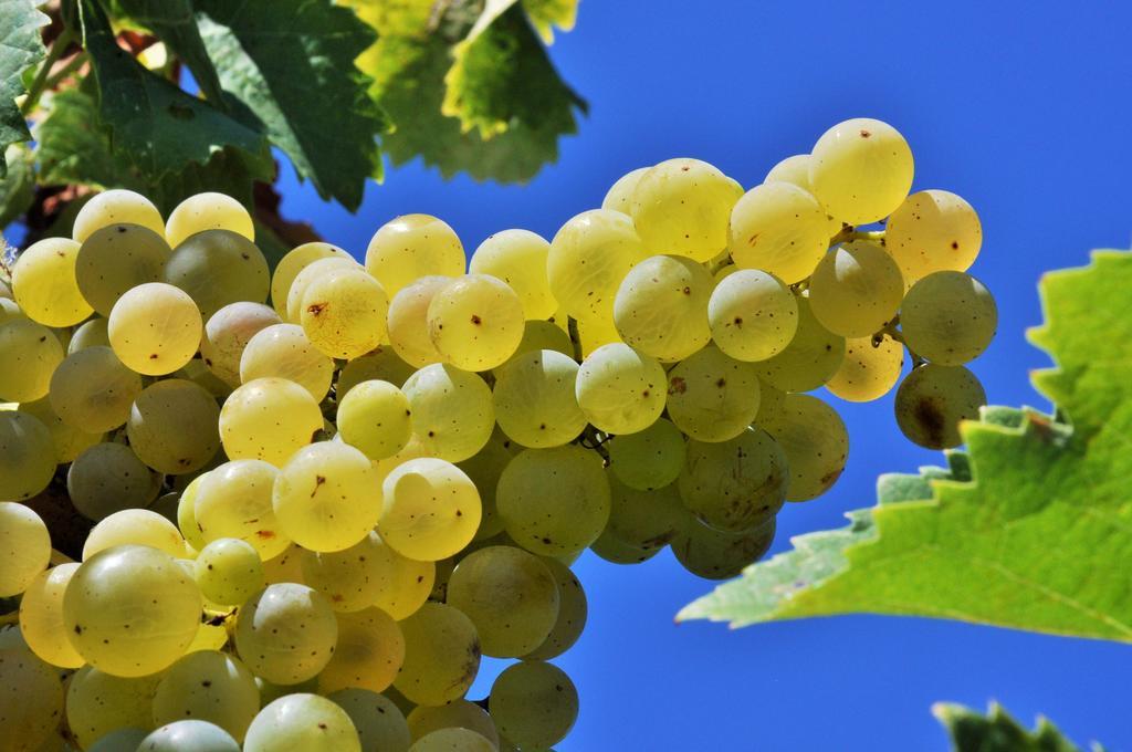 Agriturismo La Villa Romita Tavarnelle Val di Pesa Eksteriør bilde
