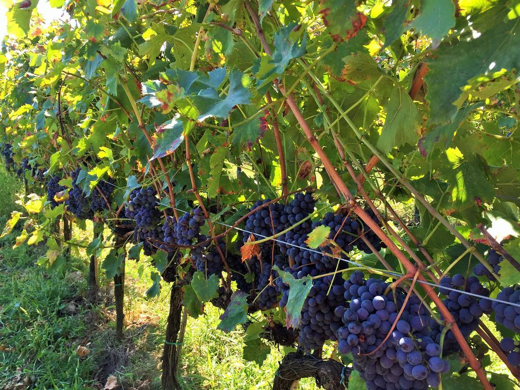 Agriturismo La Villa Romita Tavarnelle Val di Pesa Eksteriør bilde